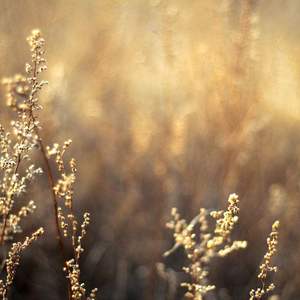 18+视频无马赛克
