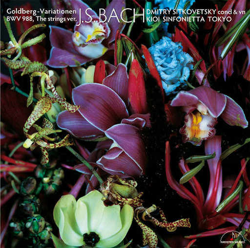 18+视频无马赛克
